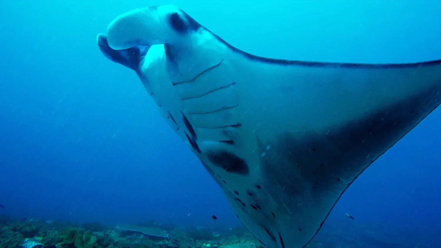 diving bali manta