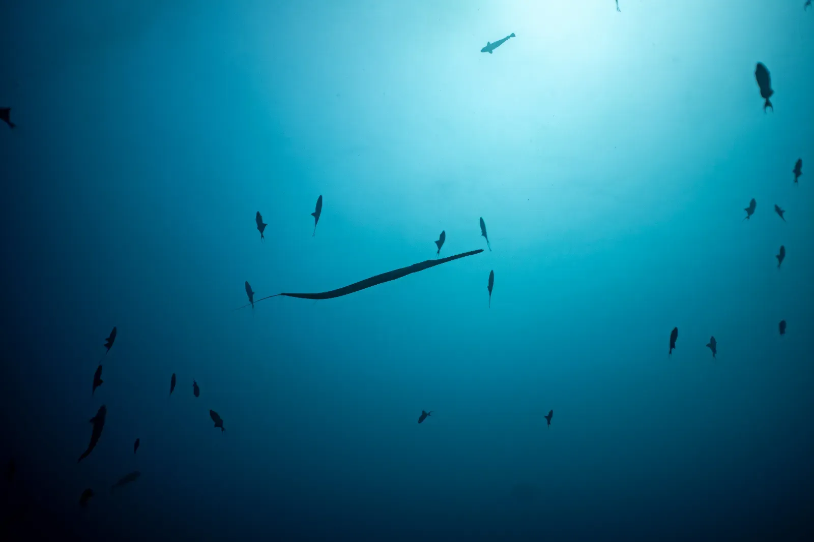 Into the Blue